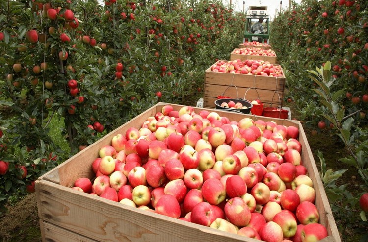 Самое время использовать Фитоверм 5%, КЭ